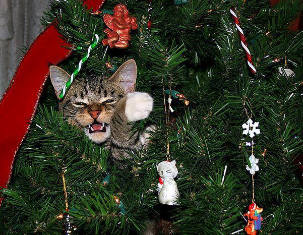 Un simpatico gatto che si affaccia tra i rami di abete di un albero di natale come un vero felino della savana